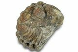 Wide Enrolled Morocops Trilobite - Morocco #323189-1